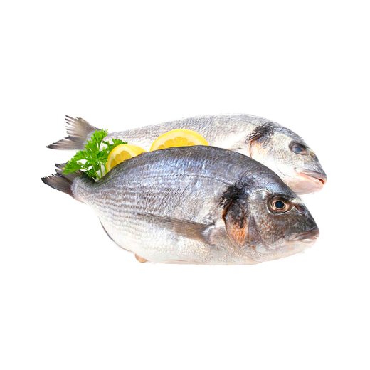 fish
